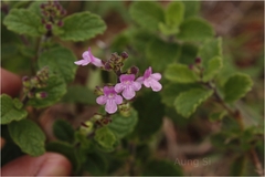 Endostemon viscosus